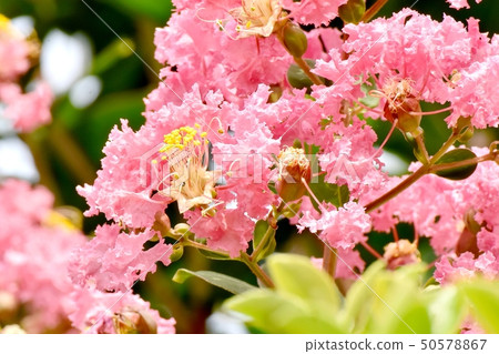 Pink Sulli flowers blooming in Mitaka Nakahara Pink Sulli flowers blooming in Mitaka Nakahara 50578867
