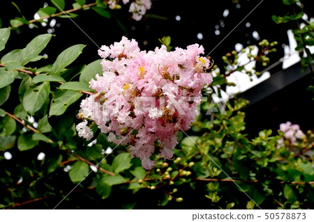 A pale pink salsberg flower that blooms in Mikasa Nakahara A pale pink salsberg flower that blooms in Mikasa Nakahara 50578873