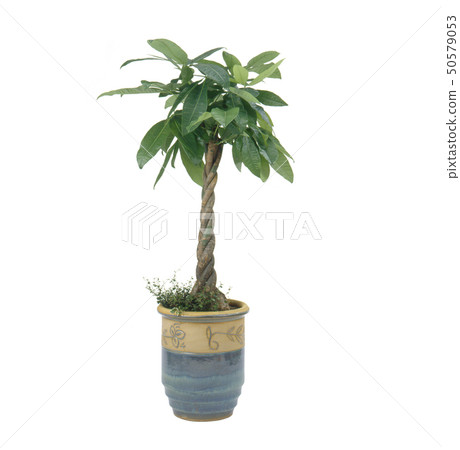 Pachira（背飛，切出） 50579053