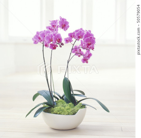 蝴蝶蘭 50579054