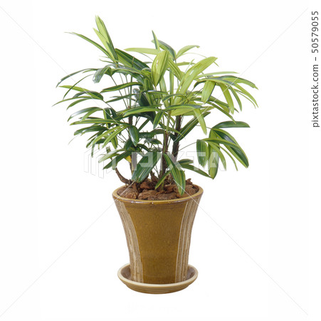 觀音竹（背飛，切出） 50579055