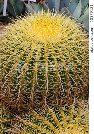 Large cactus with long spines Large cactus with long spines 50579121