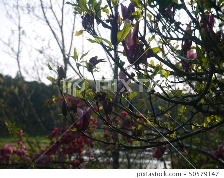 木蘭在花園裡 木蘭在花園裡 50579147