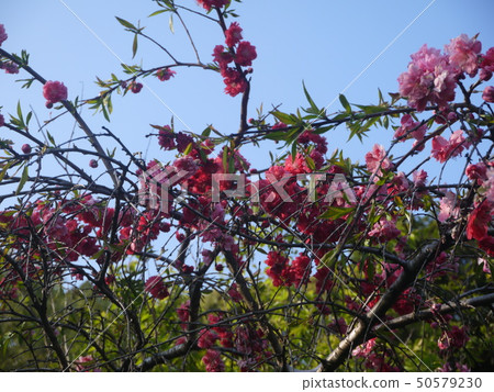 開花的桃子盛開 50579230