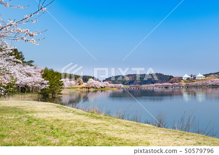 一排櫻花樹和一座浮橋在盛開在宮城Hiratsunuma 50579796