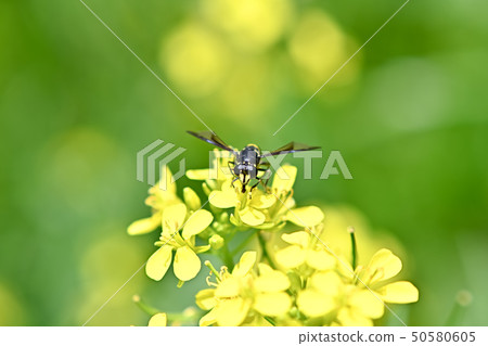 Bee Modki Hanaab 50580605