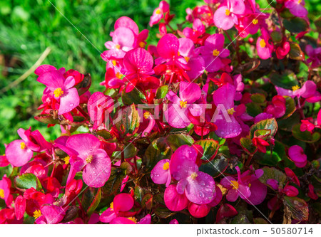 begonia flowers begonia flowers 50580714