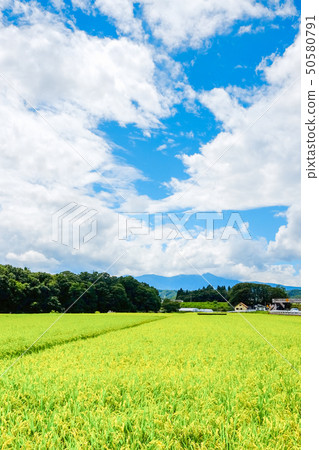 Summer rural scenery (August) 50580791