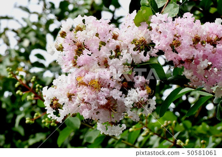 A pale pink salsberg flower that blooms in Mikasa Nakahara A pale pink salsberg flower that blooms in Mikasa Nakahara 50581061