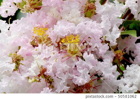 A pale pink salsberg flower that blooms in Mikasa Nakahara A pale pink salsberg flower that blooms in Mikasa Nakahara 50581062