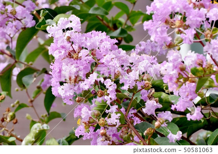A pale purple salsberg flower that blooms in Mikasa Nakahara 50581063