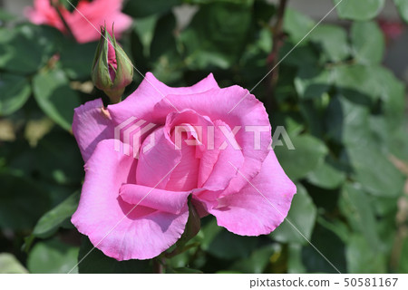 玫瑰（麥卡特尼玫瑰） 50581167