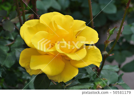 Rose (Henry Fonda) 50581179