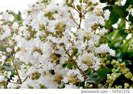 White crispberry flowers blooming in Mitaka Nakahara White crispberry flowers blooming in Mitaka Nakahara 50581370