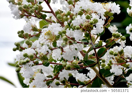 White crispberry flowers blooming in Mitaka Nakahara 50581371