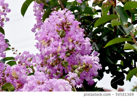 A pale purple salsberg flower that blooms in Mikasa Nakahara A pale purple salsberg flower that blooms in Mikasa Nakahara 50581389
