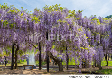 Shiroi Omachi Fuji Park Shiroi Omachi Fuji Park 50581447