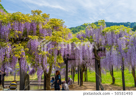Shiroi Omachi Fuji Park Shiroi Omachi Fuji Park 50581493