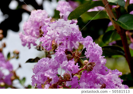 A pale purple salsberg flower that blooms in Mikasa Nakahara A pale purple salsberg flower that blooms in Mikasa Nakahara 50581513