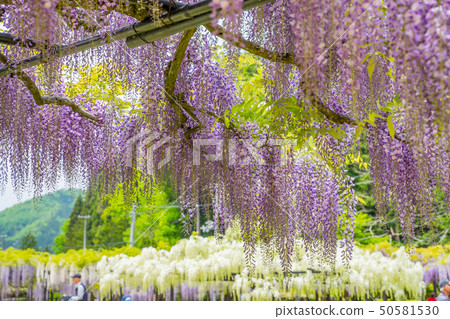 Shiroi Omachi Fuji Park Shiroi Omachi Fuji Park 50581530