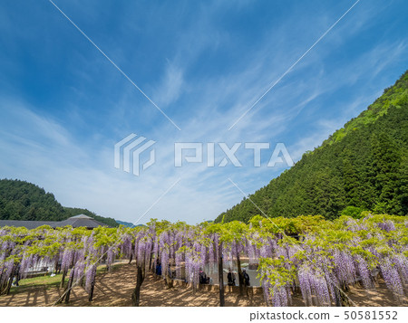 Shiroi Omachi Fuji Park 50581552