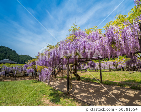 Shiroi Omachi Fuji Park 50581554