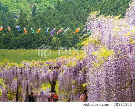 Shiroi Omachi Fuji Park 50581596