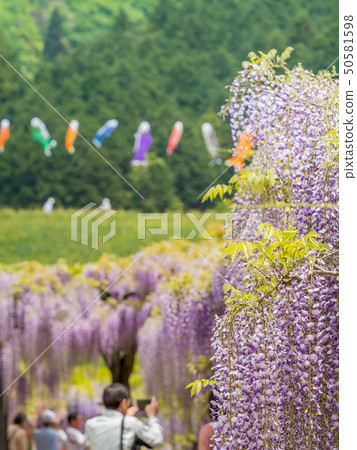 Shiroi Omachi Fuji Park Shiroi Omachi Fuji Park 50581598