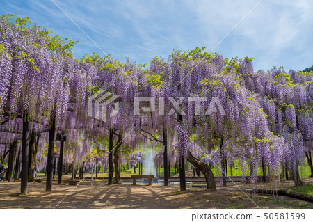 Shiroi Omachi Fuji Park 50581599