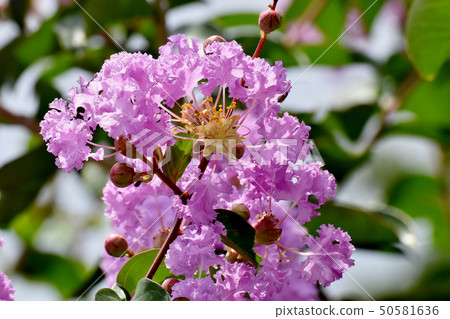 A pale purple salsberg flower that blooms in Mikasa Nakahara A pale purple salsberg flower that blooms in Mikasa Nakahara 50581636