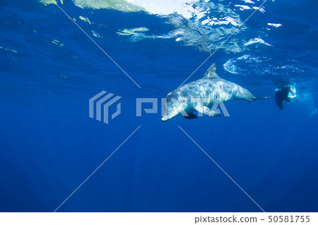 海豚 50581755