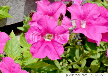 Pink Petunia blooming in Mitaka Nakahara 50581778