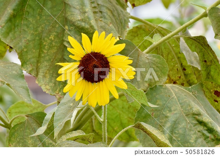 Yellow sunflower blooming in Mitaka Nakahara Yellow sunflower blooming in Mitaka Nakahara 50581826