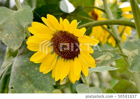 開花在三鷹中原的黃色向日葵 開花在三鷹中原的黃色向日葵 50581837