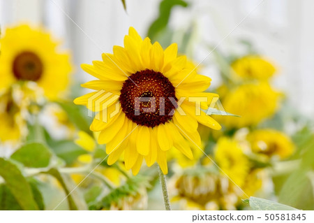 Yellow sunflower blooming in Mitaka Nakahara Yellow sunflower blooming in Mitaka Nakahara 50581845