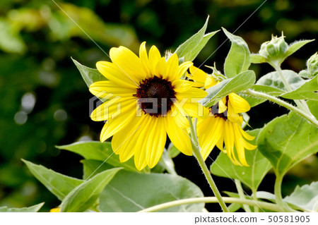 Yellow sunflower blooming in Mitaka Nakahara Yellow sunflower blooming in Mitaka Nakahara 50581905