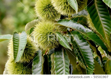 Unripe chestnut fruit to be in Mishima Nakahara 50581907