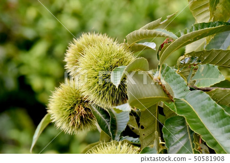 Unripe chestnut fruit to be in Mishima Nakahara 50581908