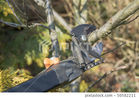 Gardening - pruning tree Gardening - pruning tree 50582211