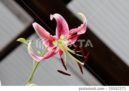 Red and white Canopy lily blooming in Mitaka Nakahara Red and white Canopy lily blooming in Mitaka Nakahara 50582571