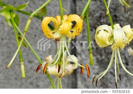 開花在三鷹中原的黃色百合花 50582610