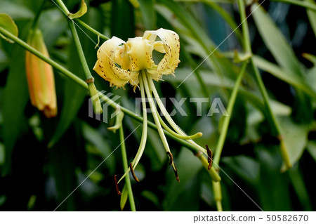 Yellow lily flower blooming in Mitaka Nakahara 50582670