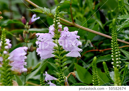 Light pink Hanatoranoo blooming in Mikasa Nakahara 50582674