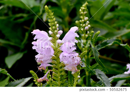 Light pink Hanatoranoo blooming in Mikasa Nakahara Light pink Hanatoranoo blooming in Mikasa Nakahara 50582675