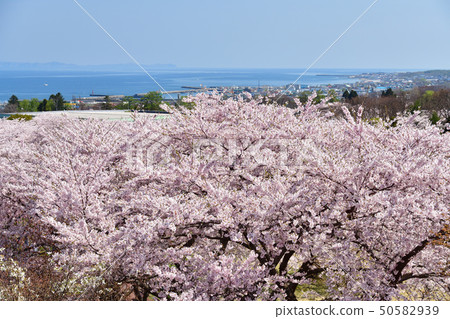 在北海道森町大西公園拍攝盛開的櫻花照片 50582939