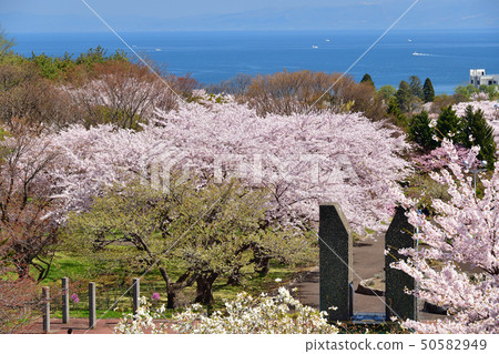 在北海道森町大西公園拍攝盛開的櫻花照片 50582949