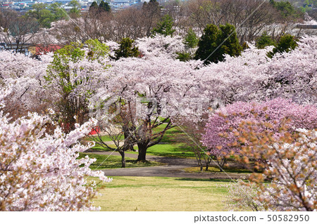 在北海道森町大西公園拍攝盛開的櫻花照片 50582950