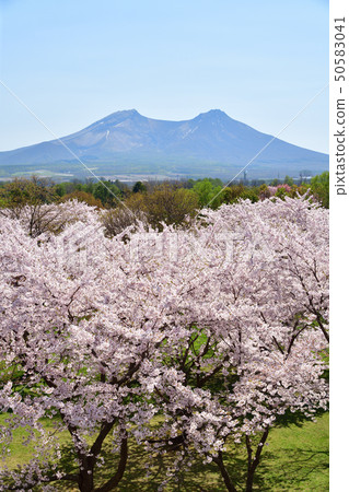 Photographing the scenery of Sakura and Komagatake in Hokkaido Morimachi Onishi Park 50583041