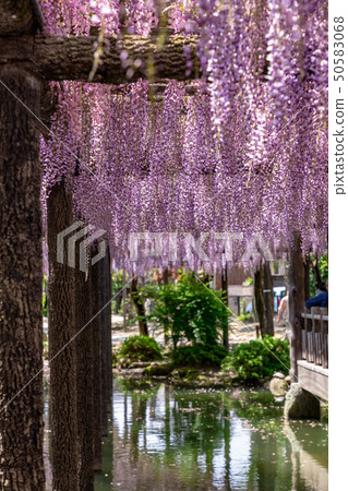 紫藤格子在Tenno河公園 50583068