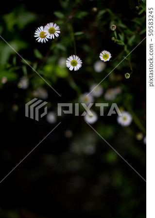 開花在胡同的花 50583245